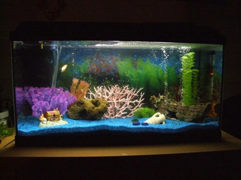 Thinking of keeping tropical fish?