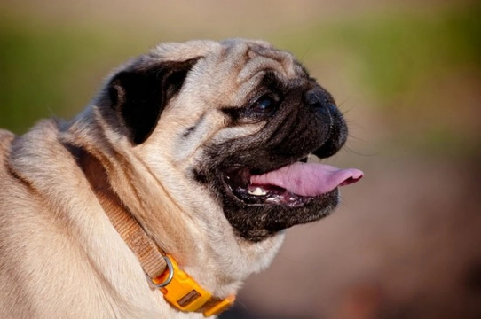 Brachycephalic: Protecting Your Short-Nosed Pet