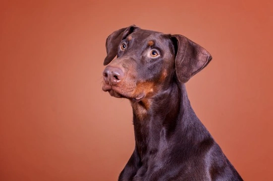 Training and managing a Doberman pinscher