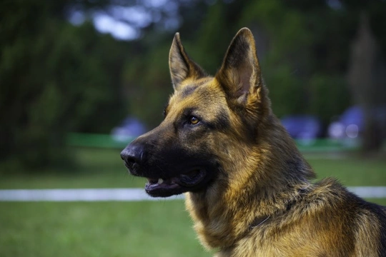 Can you really retrain an aggressive dog?