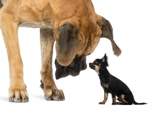 Big Dogs, Why They Don't Live as Long As Their Smaller Counterparts