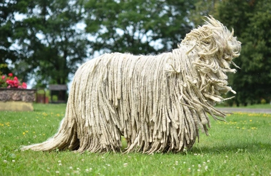 History Of The Komondor