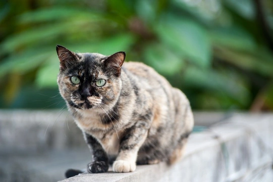 Ten top tips for keeping your cat healthy and well into old age