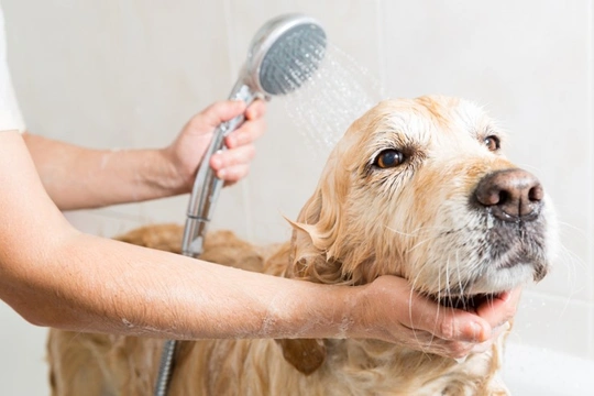 The 3 Grooming Stages from Puppy to Senior Dog