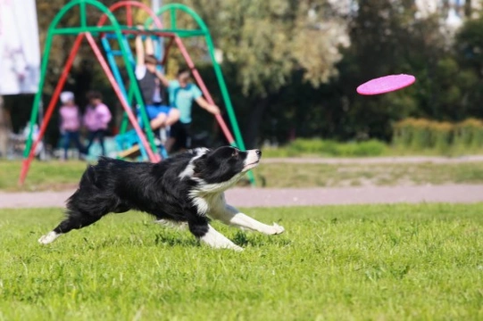 Keeping Herding Dog Breeds Entertained