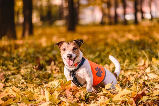 What to think about when dog walking in the dark