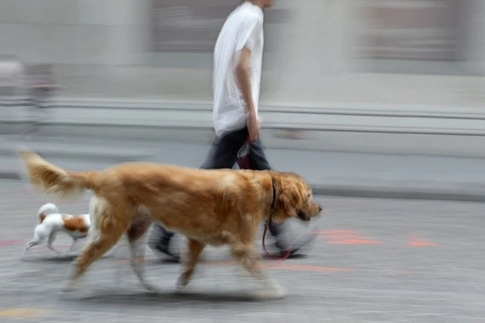 Big City, Little Pet - Pet Care in an Urban Environment