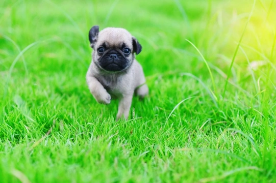 How to motivate a pug during training