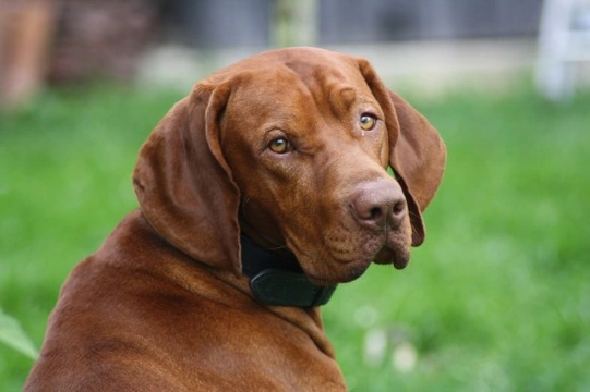 Hungarian Vizsla hereditary health and longevity