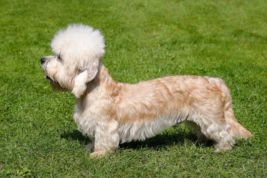 Cushing’s disease in the Dandie Dinmont terrier dog breed