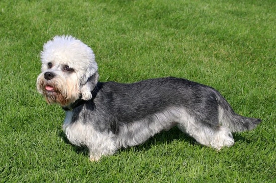 Dandie Dinmont terrier hereditary health and genetic diversity