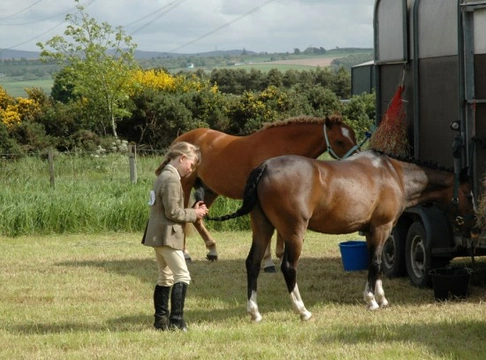 Problems with loading and transporting your horse