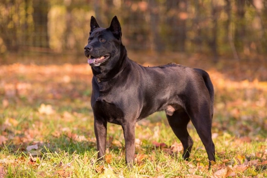 The Thai Ridgeback - A rare breed that’s gaining popularity in the UK