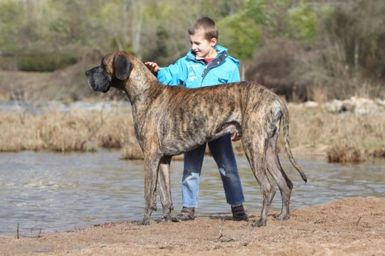 Stopping Larger Dogs from Jumping up at you