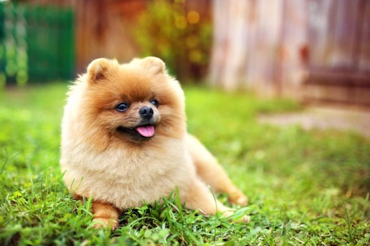 Biggest Health Concerns in Pomeranians