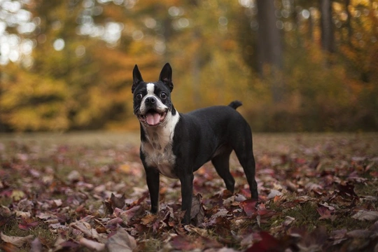 3 Small Breeds of Dog with Big Personalities