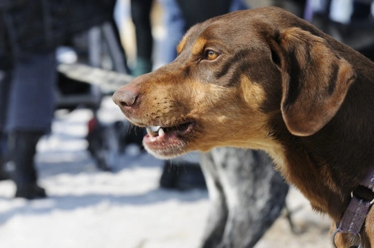 Understanding Why Your Dog is Growling