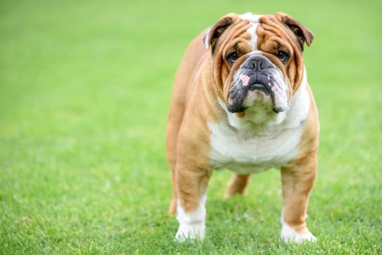 Ectropion in brachycephalic dogs