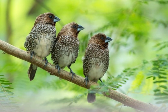 Bengalese, Mannikins and Silverbills