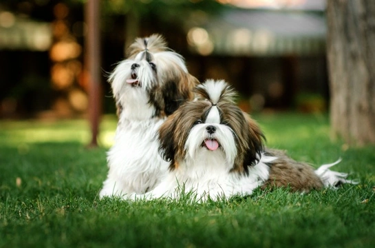 Keeping Shih Tzus safe in summer