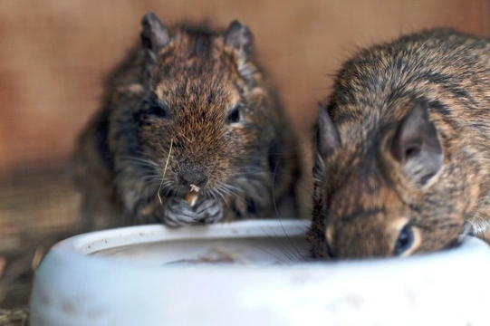 How to prepare for adopting a degu