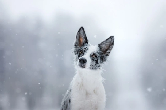 How to tell if your dog is enjoying Christmas day or not