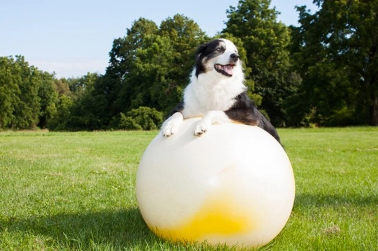 Try treibball with your dog - The newest canine sport!