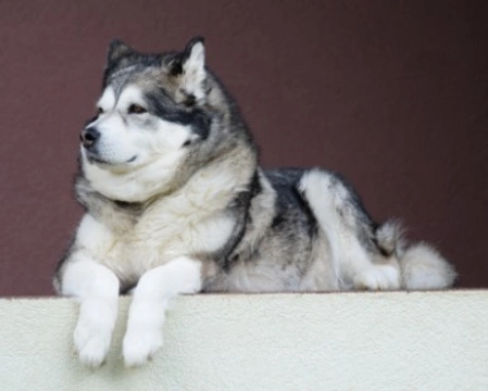 Alaskan Malamute: carattere e prezzo dei cuccioli