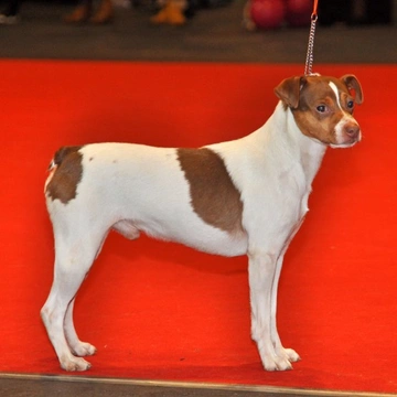 The Delightful and Tiny Japanese Terrier