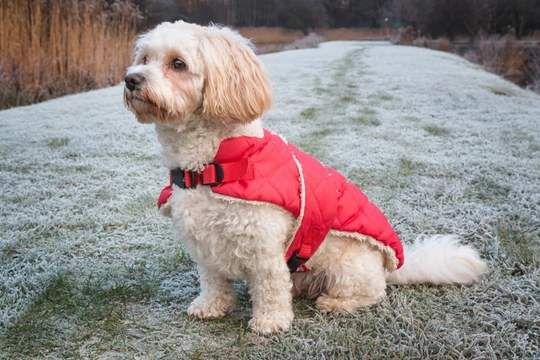 Is a Cavachon the right dog for you?