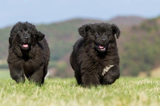 Newfoundland dog hereditary health and health testing