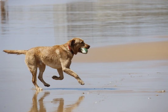 Cómo detectar y tratar la artritis canina