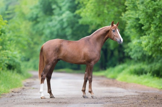 How to Assess the Conformation of a Horse