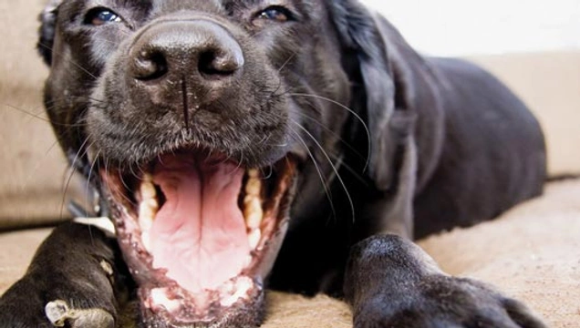 Slechte adem bij honden behandelen