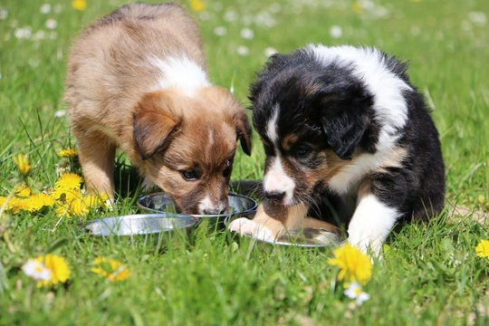 Keeping puppies hydrated