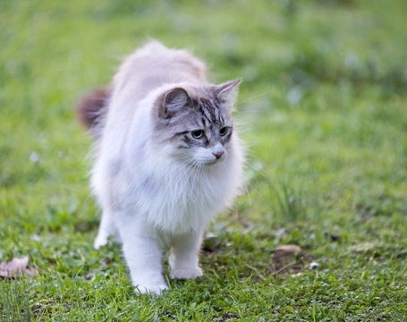 History of The Birman Cat