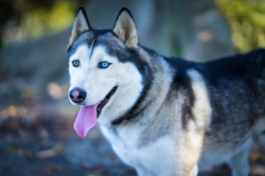 How to have fun with your dog during the winter: indoor and outdoor dog activities