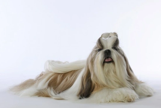 How to groom and care for the coat of the Shih Tzu