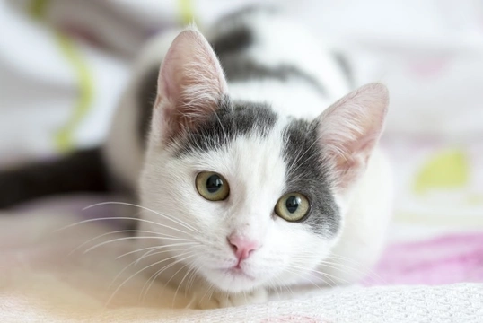 Feline Immunodeficiency Virus (FIV) in Cats