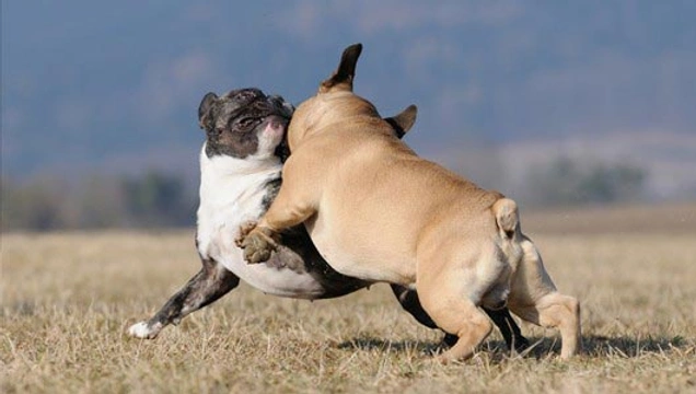 Wat kan ik doen tegen agressief gedrag van mijn hond?