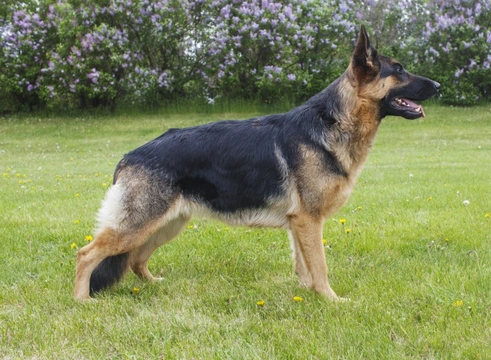 Breed Club testing for haemophilia in male German shepherds