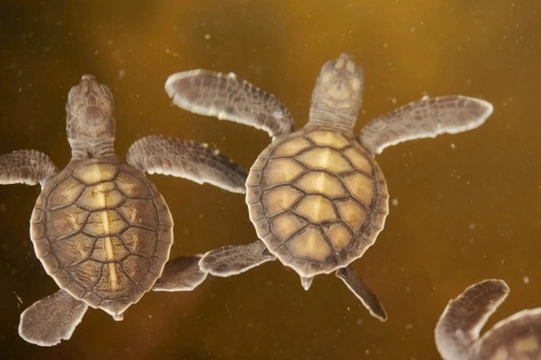 Breeding Turtles