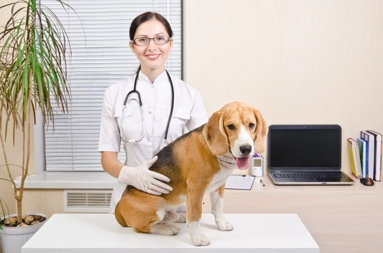 Canine Cushings Disease