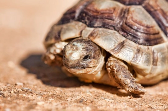 Caring for your tortoise