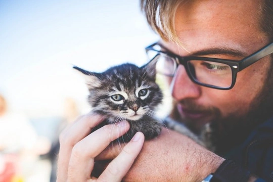 Consejos para acariciar a un gato