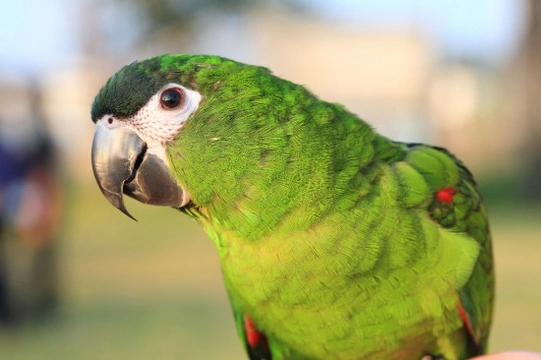 Hahn’s Macaw - Red Shouldered Macaw