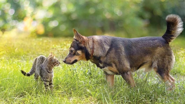 Kunnen honden samen met andere huisdieren