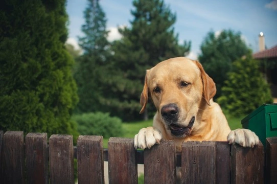 Fencing options for homes with dogs