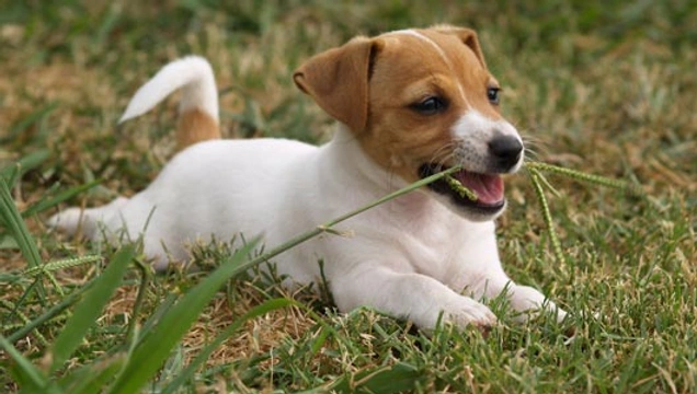 Waarom eet mijn hond gras?