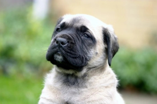 Mastiff dog hereditary health and health testing